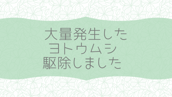 ヨトウムシ大量発生 家庭菜園を守るために無農薬駆除したわよ みみじん家